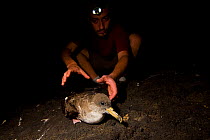 LIPU/Birdlife International ornithologist Jacopo Cecere catching a Cory's Shearwater (Calonectris diomedea) in the breeding colony on the island of Linosa, Sicily to apply a GPS transmitter. Marine Im...