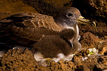 Cory's Shearwater (Calonectris diomedea) adult with chick in nest burrow among volcanic rocks. Island of Linosa, Sicily, July.