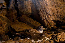 Cory's Shearwater (Calonectris diomedea) adult with chick in nest burrow among volcanic rocks. Island of Linosa, Sicily, July.