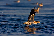 Cory's Shearwater (Calonectris diomedea) taking off from sea surface. Island of Linosa, Sicily, July.