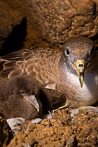Cory's Shearwater (Calonectris diomedea) adult with chick in nest burrow among volcanic rocks. Linosa, Sicily, July.