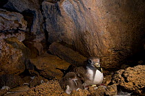 Cory's Shearwater (Calonectris diomedea) adult with chick in nest burrow among volcanic rocks. Linosa, Sicily, July.