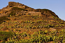 Volcanic dry stone walls with Caper (Capparis spinosa) and Indian-fig Opuntia (Opuntia ficus-indica). Linosa Island, Sicily, Italy, July.