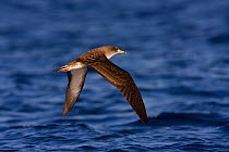 Cory's Shearwater (Calonectris diomedea) adult flying above sea surface. Linosa, Sicily, July.