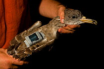 A GPS transmitter is applied by LIPU/Birdlife International ornithologists on the back of an adult Cory's Shearwater (Calonectris diomedea) in the breeding colony on the Island of Linosa, Sicily. Mari...