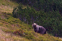 European Brown Bear (Ursus arctos), large adult male on mountain meadow. Western Tatras, Slovakia, August.