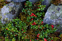Cowberry (Vaccinium vitis-idea) growing between rocks. Western Tatras, Slovakia, August.