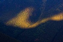Light shaft on forested slope. Western Tatras, Slovakia, August.
