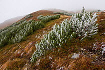 First snow on Dwarf Pines (Pinus mugo) on mountain ridge. Western Tatras, Slovakia, September.