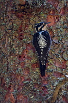 Three-toed Woodpecker (Picoides trydactilus) searching for Bark Beetle (Curculionidae). Western Tatras, Slovakia, April.