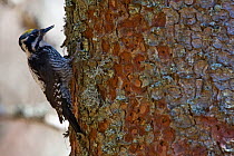 Three-toed Woodpecker (Picoides trydactilus) searching for Bark Beetle (Curculionidae). Western Tatras, Slovakia, April.