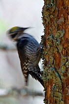 Three-toed Woodpecker (Picoides trydactilus) pecking for Bark Beetle (Curculionidae). Western Tatras, Slovakia, April.