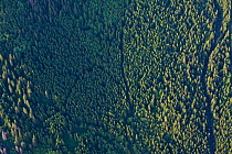 Aerial view of thick mountain forest of Spruce (Picea abies) and Ash (Sorbus aucuparia). Western Tatras, Slovakia, June 2009.