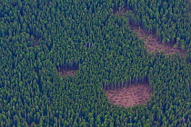 Aerial view of small clear cuts in managed spruce forest. High Tatras, Slovakia, June 2009.