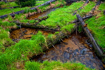 Dead trees fallen across a stream. Bayerischer Wald National Park, Germany, May.