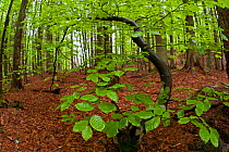 Young Beech (Fagus sylvatica) with new foliage in forest. Bayerischer Wald National Park, Germany, May.