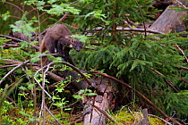 Pine Marten (Martes martes) among fallen trees in Bayerischer Wald National Park. Germany, May.