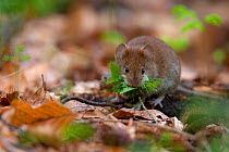 Bank Vole (Myodes / Clethrionomys glareolus) gathering a mouthful of Beech leaves. Bayerischer Wald National Park, Germany.