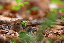 Bank Vole (Myodes / Clethrionomys glareolus) taking a mouthful of Beech leaves into its burrow. Bayerischer Wald National Park, Germany.