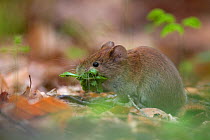 Bank Vole (Myodes / Clethrionomys glareolus) gathering a mouthful of Beech leaves. Bayerischer Wald National Park, Germany.
