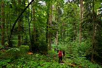 Hikers in pristine Oriental Beech (Fagus orientalis) and Nordmann Fir (Abies nordmanniana) forest. Borjomi-Kharagauli National Park, Georgia, September.