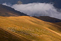 Sheep flock at the foothills of Mount Kazbek, near the village of Stepantsminda. Greater Caucasus, Georgia, September 2010.