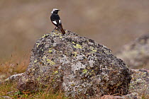 White Winged Redstart (Phoenicurus erythrogaster) male perched on rock. Greater Caucasus, Georgia, September.