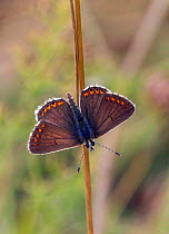 Brown Argus (Aricia agestis) butterfly on grass stem, Wiltshire, UK, July.