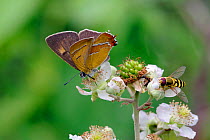 Brown Hairstreak (Thecla betulae) male butterfly and Hoverfly feeding on blackberry blossom, Dorset, UK, August.
