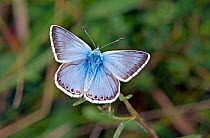 Chalkhill Blue (Polyommatus coridon) male butterfly on stem, Wiltshire, UK, August.