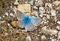 Chalkhill Blue (Polyommatus coridon) male butterfly on ground, Wiltshire, UK, August.