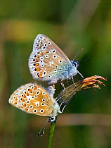 Common Blue (Polyommatus icarus) male and female butterflies copulating on closed flower, Wiltshire, UK, August.