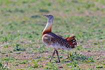 Great Bustard (Otis tarda) male on Salisbury Plain, Wiltshire, UK - part of a reintroduction project with birds imported under DEFRA licence from Russia. April 2010.