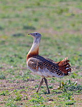 Great Bustard (Otis tarda) male on Salisbury Plain, Wiltshire, UK - part of a reintroduction project with birds imported under DEFRA licence from Russia. April 2010.
