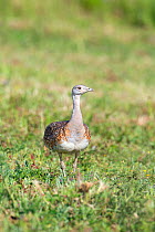 Great Bustard (Otis tarda) female on Salisbury Plain, Wiltshire, UK - part of a reintroduction project with birds imported under DEFRA licence from Russia. June 2010.