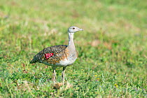 Great Bustard (Otis tarda) female on Salisbury Plain, Wiltshire, UK - part of a reintroduction project with birds imported under DEFRA licence from Russia. June 2010.