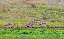 Four Great Bustard (Otis tarda) on Salisbury Plain, Wiltshire, UK - part of a reintroduction project with birds imported under DEFRA licence from Russia. October 2010.