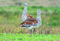 Two Great Bustard (Otis tarda) on Salisbury Plain, Wiltshire, UK - part of a reintroduction project with birds imported under DEFRA licence from Russia. October 2010.