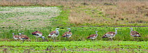 A group of Great Bustard (Otis tarda) on Salisbury Plain, Wiltshire, UK - part of a reintroduction project with birds imported under DEFRA licence from Russia. October 2010.