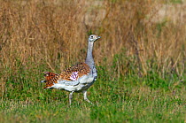Great Bustard (Otis tarda) on Salisbury Plain, Wiltshire, UK - part of a reintroduction project with birds imported under DEFRA licence from Russia. October 2010.