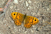Wall / Speckled wood (Lasiommata megera) female butterfly on soil, Wiltshire, UK, July.