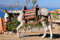 Domestic donkey (Equus asinus) wearing a saddle, tethered on a Lesbos / Lesvos hillside near the coast. Molyvos, Greece, August 2010