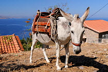 Domestic donkey (Equus asinus) wearing a saddle, tehered on a Lesbos / Lesvos hillside near the coast at Molyvos, Greece, August 2010.