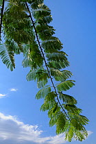 Persian silk tree / Pink siris / Mimosa (Albizia julibrissin) branch and pinnate leaves against blue sky. Petra, Lesbos / Lesvos, Greece, August