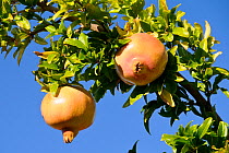 Two Pomegranate (Punica granatum) fruits ripening on upper branches of tree. Petra, Lesbos / Lesvos, Greece, August