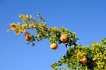 Pomegranate (Punica granatum) fruits ripening on upper branches of tree. Petra, Lesbos / Lesvos, Greece, August
