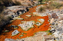 Thermal river, fed with boiling water from hot springs, with colourful growths and scummy crusts of blue-green algae, and clumps of Juncus rushes growing at the margins, Polychnitos, Lesbos / Lesvos,...