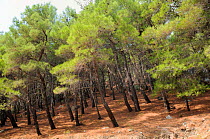 Turkish pine / Rough pine (Pinus brutia) forest on hillside near Parakoila. Lesbos / Lesvos, Greece, August