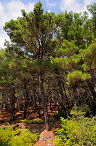 Turkish pine / Rough pine (Pinus brutia) forest on steep hillside near Parakoila. Lesbos / Lesvos, Greece, August