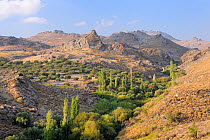 Barren, mountainous, volcanic landscape in evening sunshine, with olive grove and vegetated stream valley near Eressos, Lesbos / Lesvos, Greece, August 2010